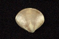 藏品(普通文蛤)的圖片